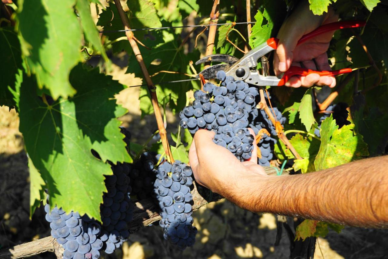 Alojamento de Turismo Rural Fattoria Lornano Winery *