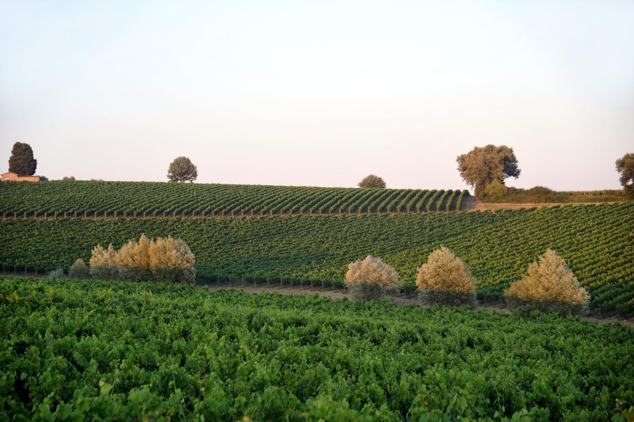 Bauernhof Fattoria Lornano Winery