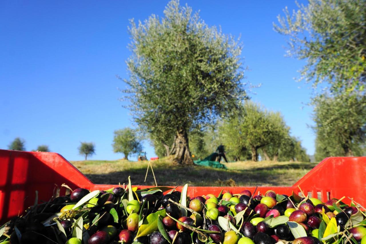Farm stay Fattoria Lornano Winery Monteriggioni
